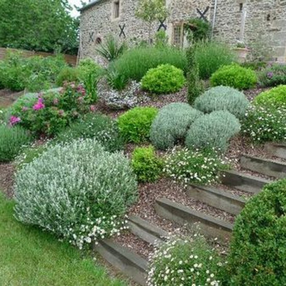 Сантолина можжевельник