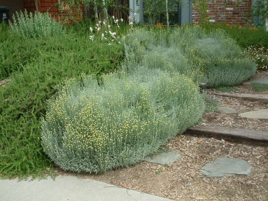 Сантолина и Лаванда