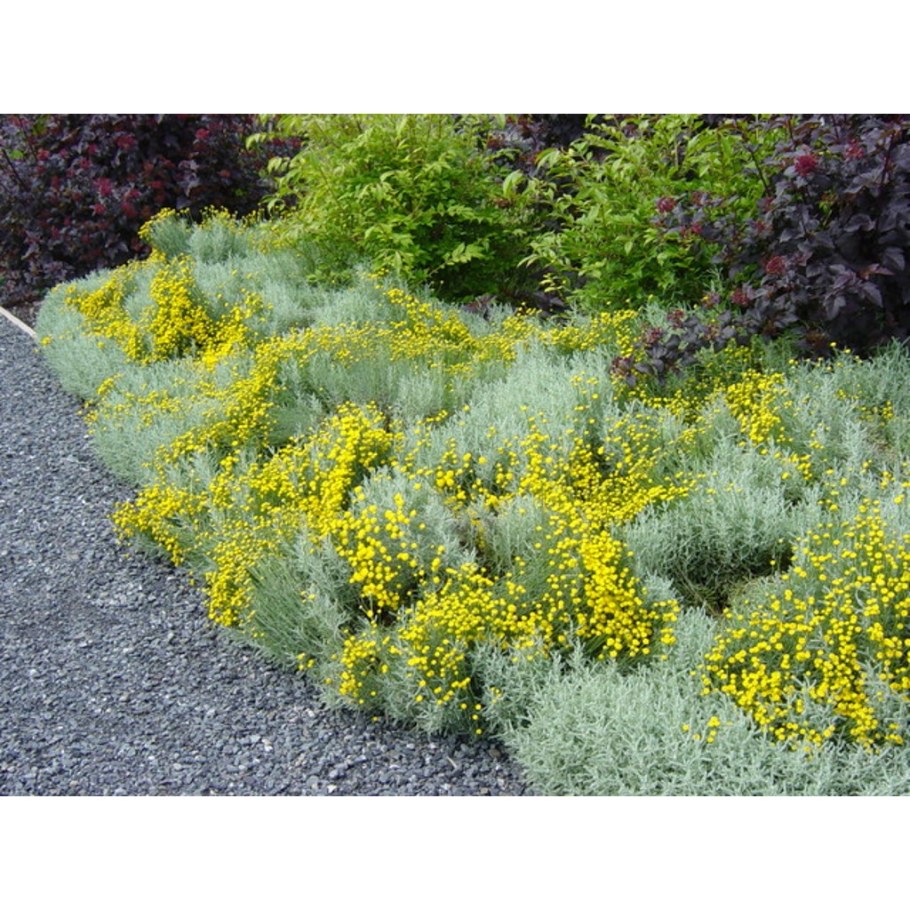 Сантолина кипарисовидная - Santolina chamaecyparissus.