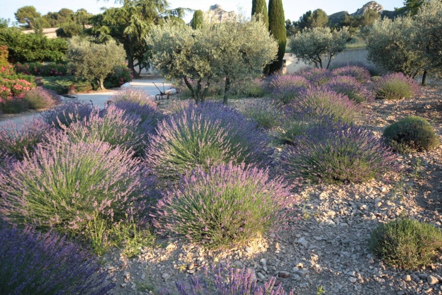 Вейник краш. Лавандовая