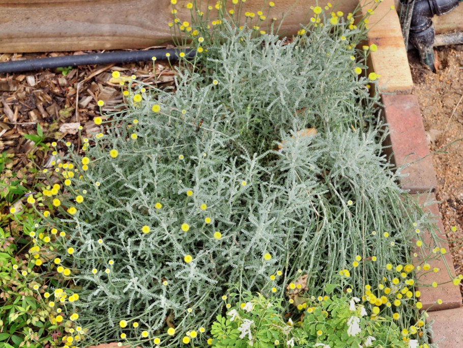 Сантолина Санта