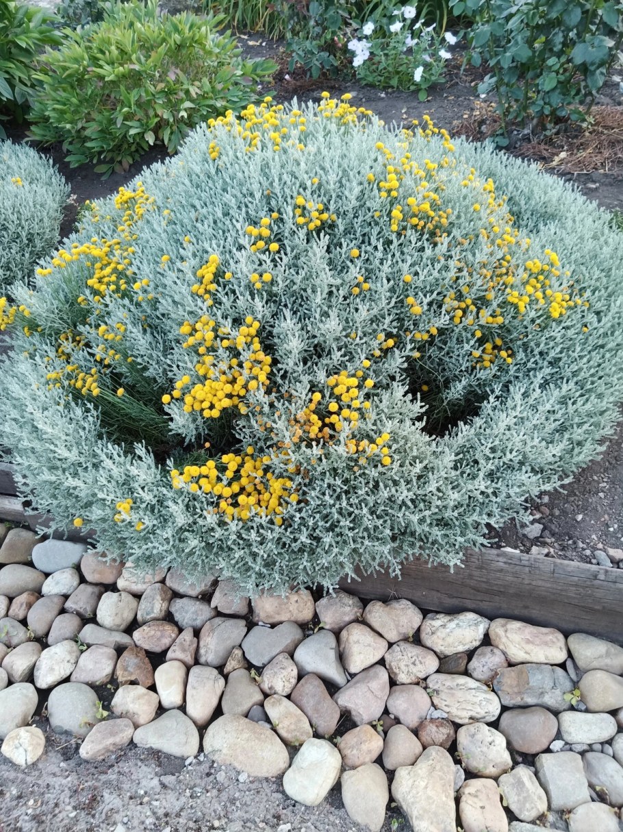 Сантолина кипарисовидная