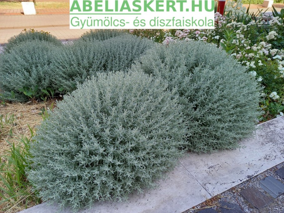 Сантолина Изумрудная