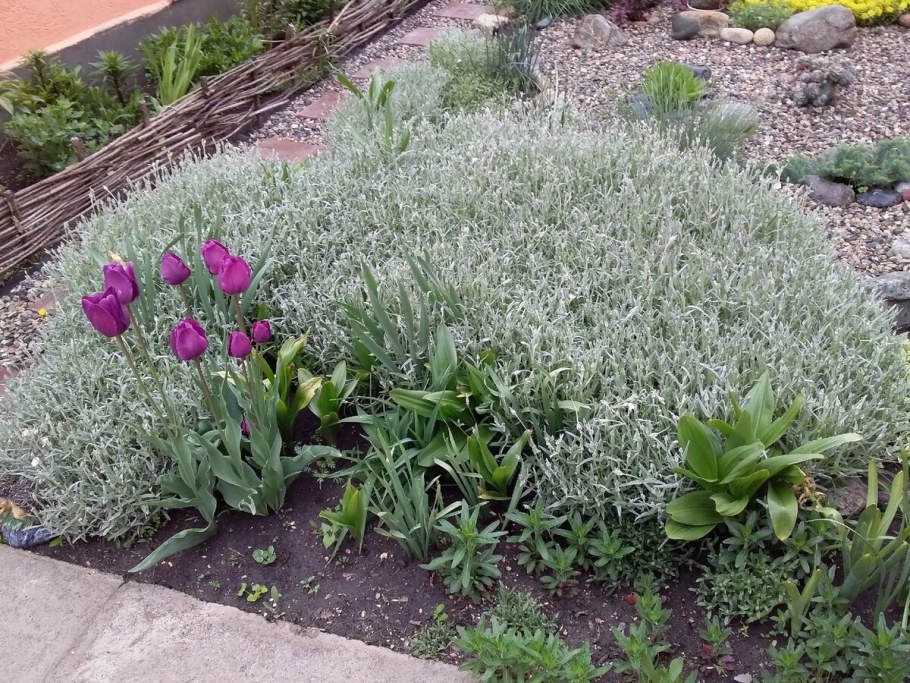 Клумба алиссум Ясколка