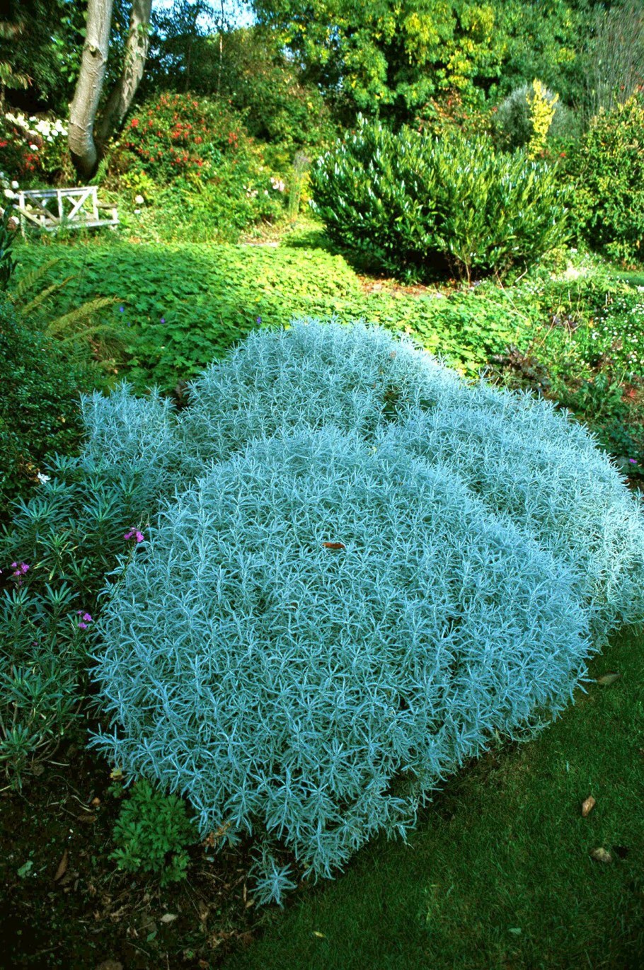 Сантолина кипарисовидная (сизая)