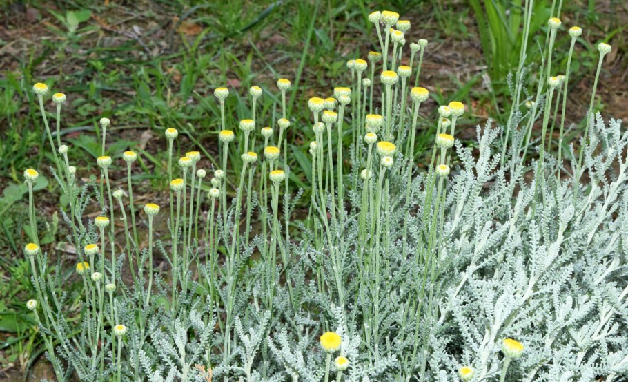 Сантолина кипарисовидная (сизая)