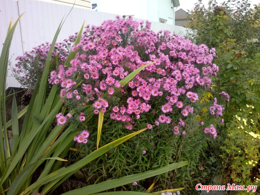 Мальва сентябринка