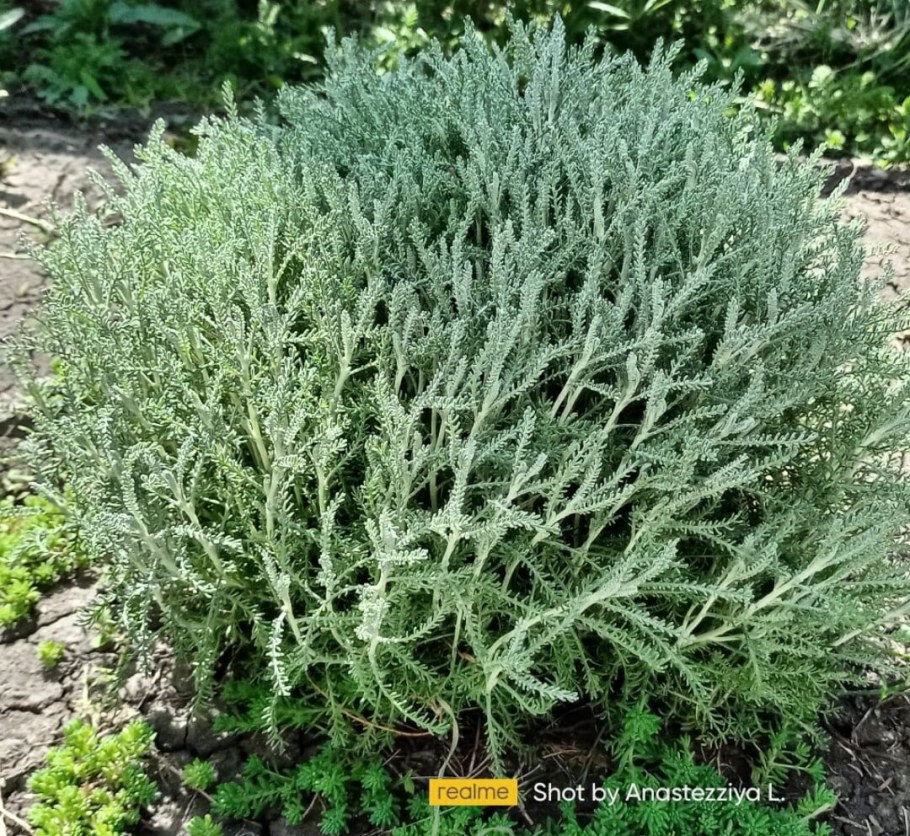 Сантолина фото на белом фоне