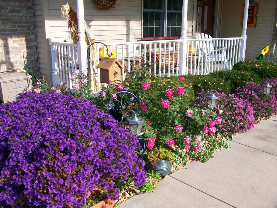 Астра новоанглийская в цветнике