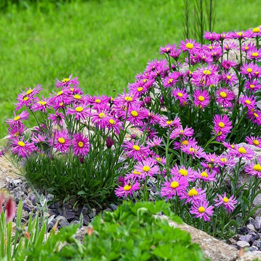 Астра Альпийская (Aster Alpinus)