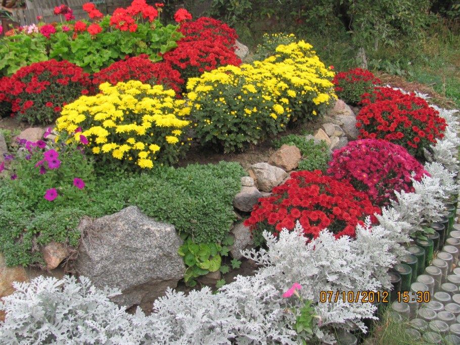 Хризантемы мультифлора многолетние на клумбе