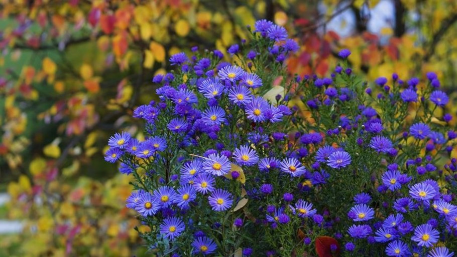 Астра многолетняя Вартбургская звезда