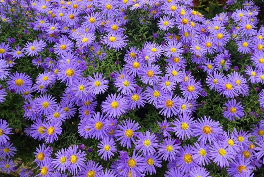 Астра многолетняя кустарниковая (Aster dumosus)