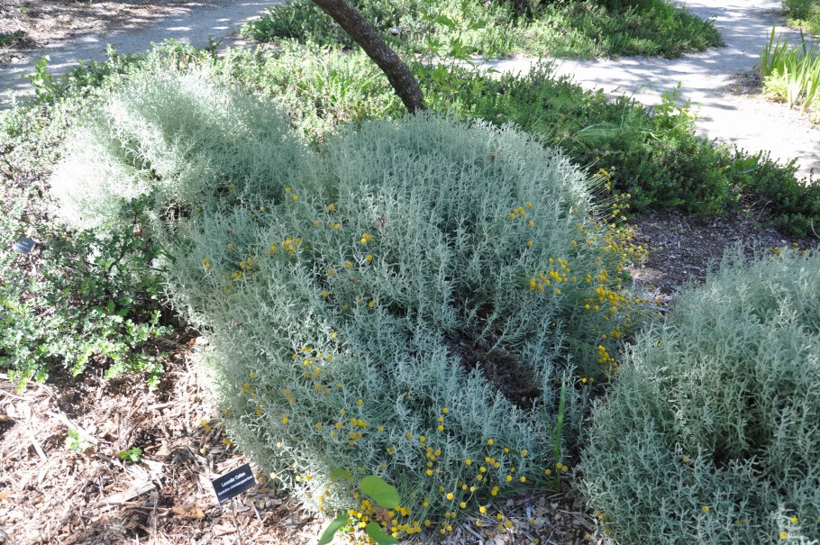 Сантолина Санта