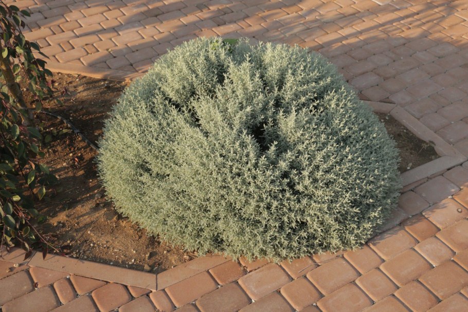 Куст сантолина