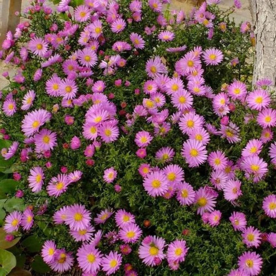 Многолетники Астра кустарниковая