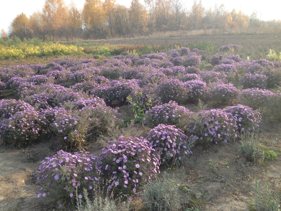 Фацелия на клумбе