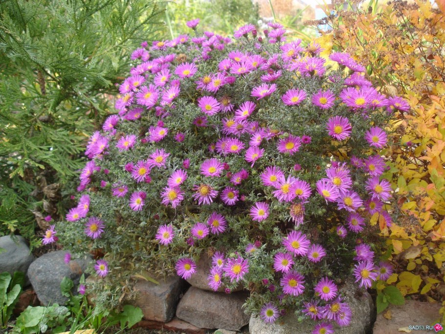 Астра сентябринка низкорослая