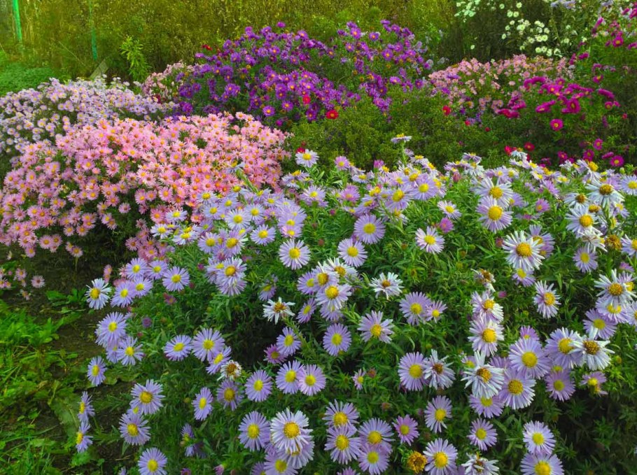 Астра Альпийская кустарниковая многолетняя