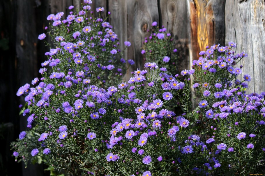 Астра фиолетовая кустарниковая
