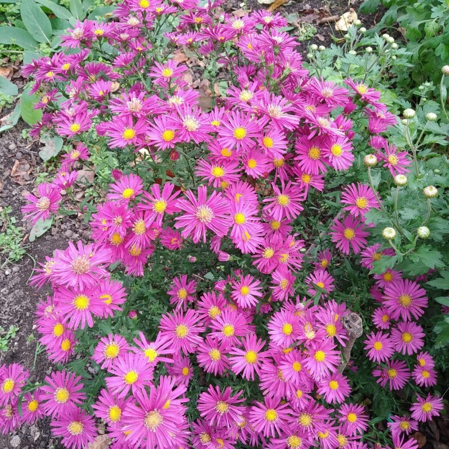 Астра кустарниковая Аннеке