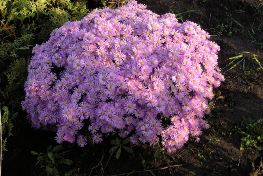 Астра новобельгийская Генри Блу