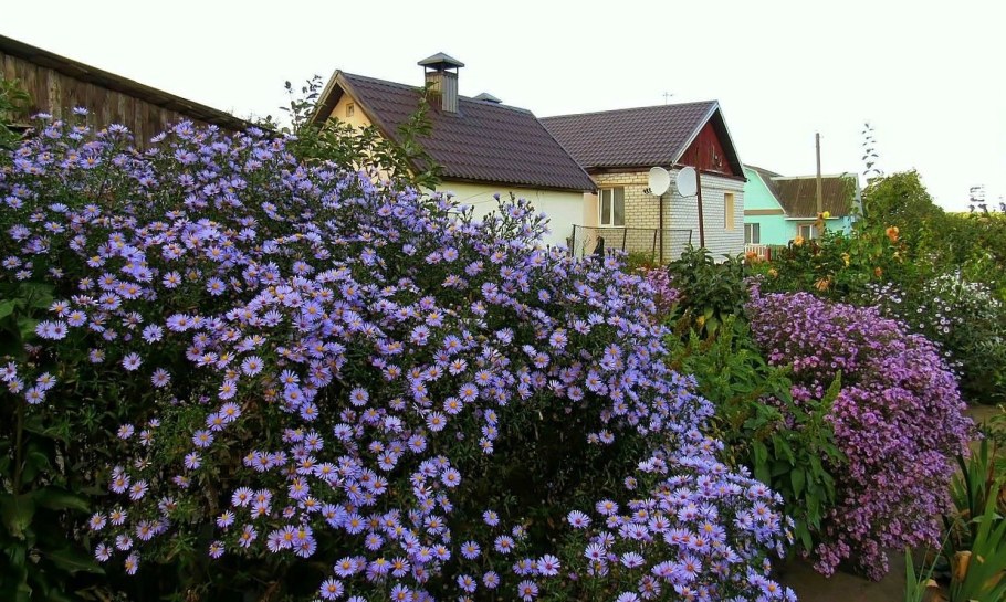 Астра новобельгийская в ландшафтном дизайне