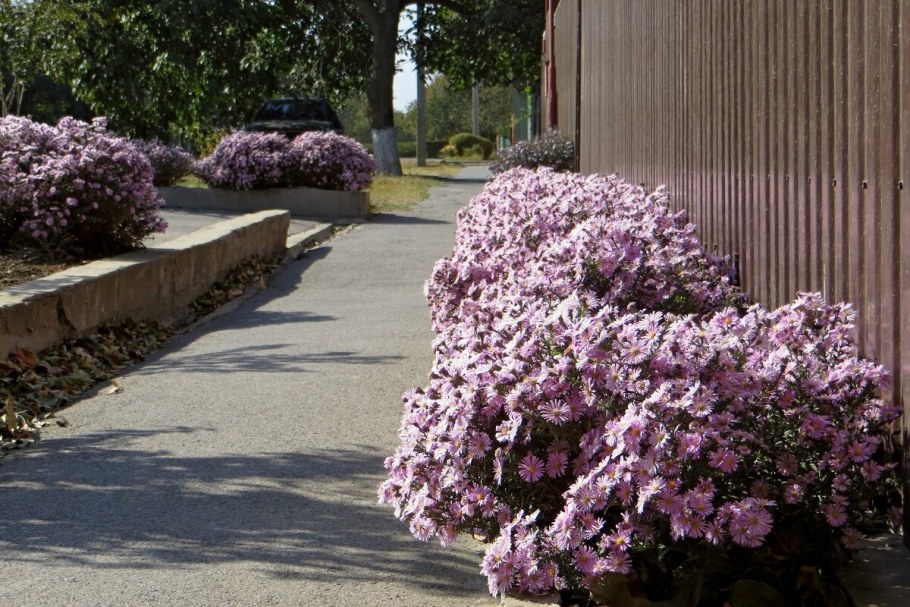 Забор из сентябринок