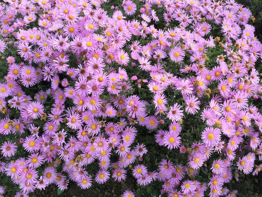 Астра кустарниковая Сноуспрайт