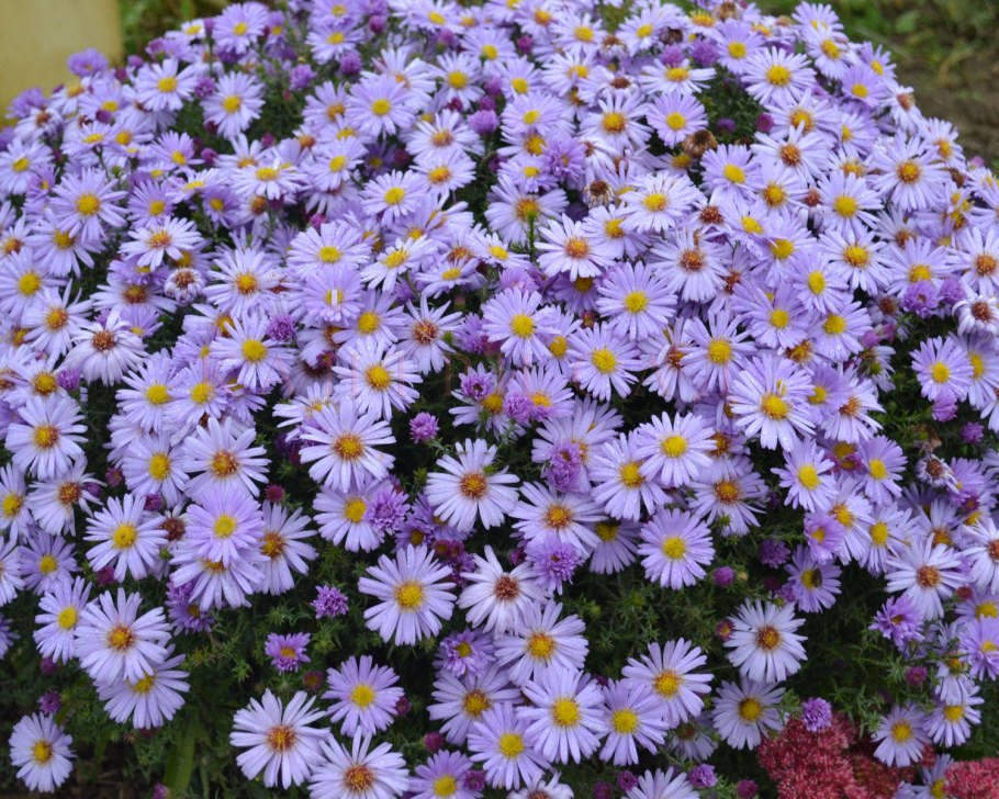 Астра кустарниковая Дженни