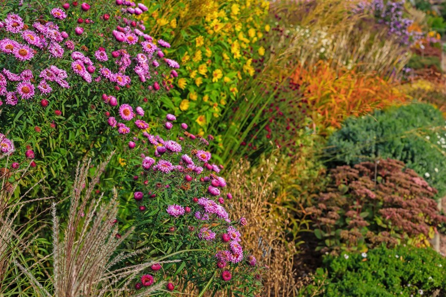 Астра кустарниковая в цветнике