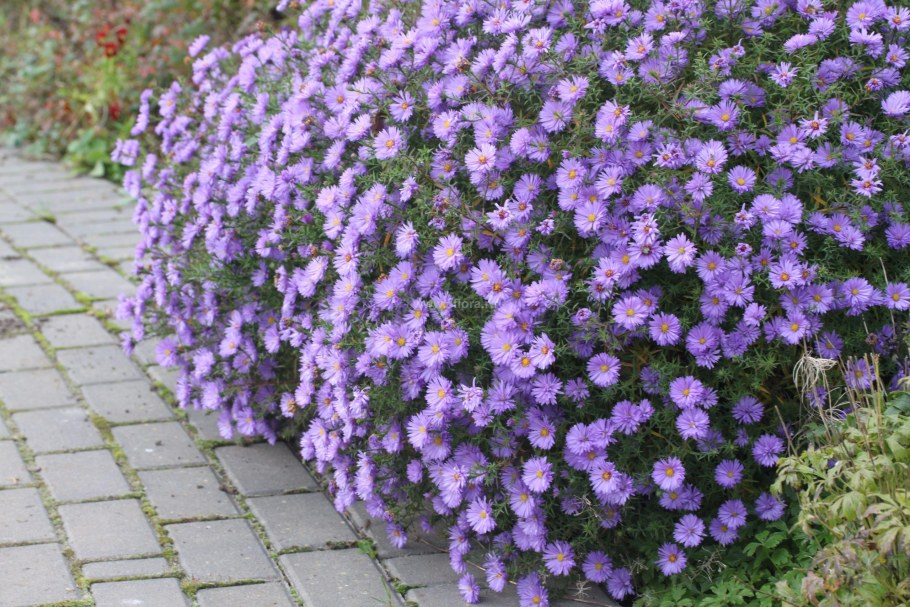 Астра многолетняя Дженни