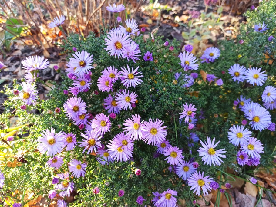Астра кустарниковая Блау Лагуна
