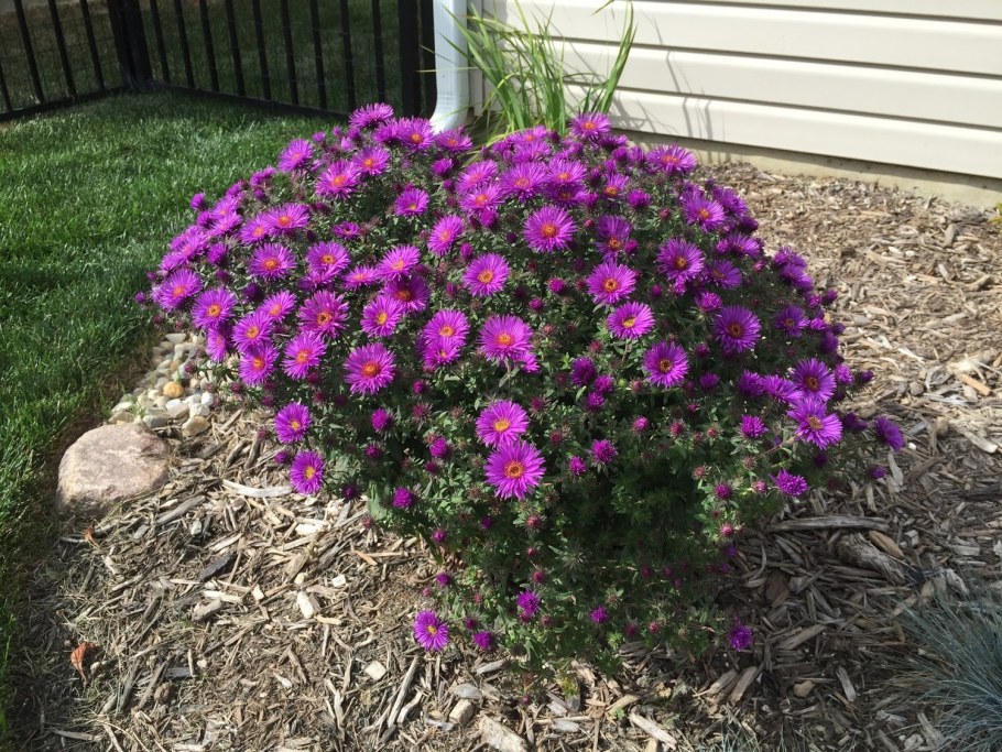 Астра новоанглийская Purple Dome