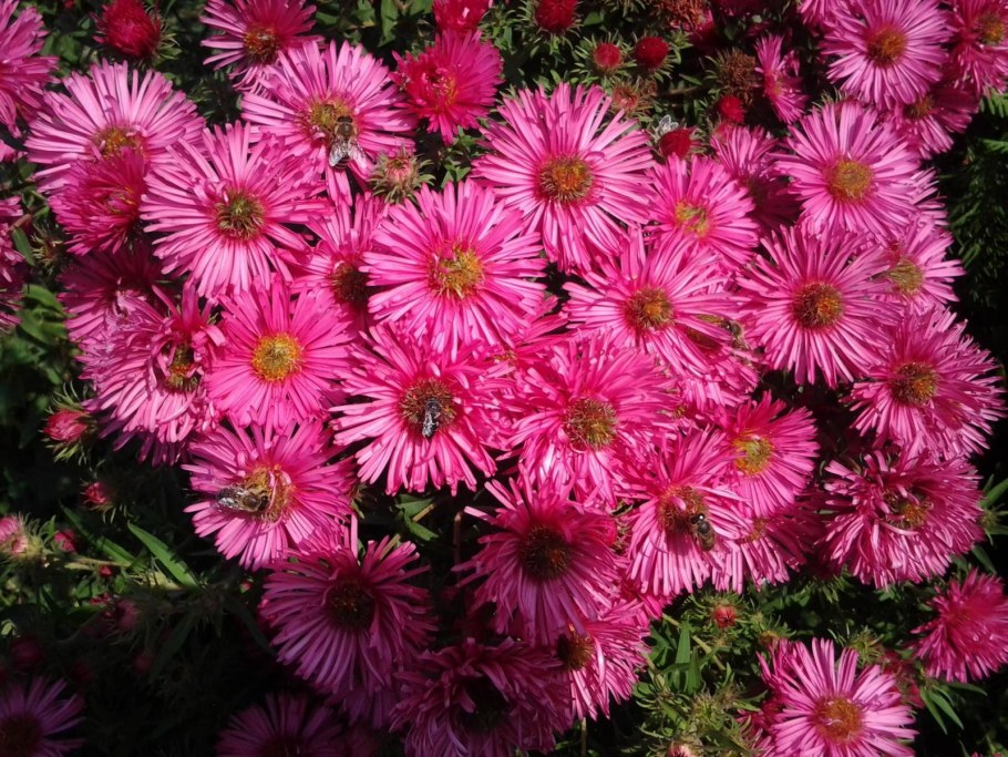 Астра кустарниковая многолетняя