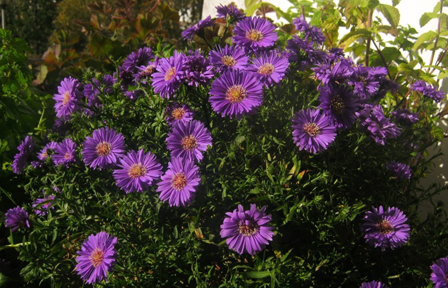 Астра кустарниковая Аннеке