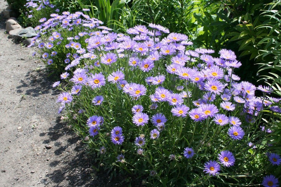 Астра Альпийская (Aster Alpinus)