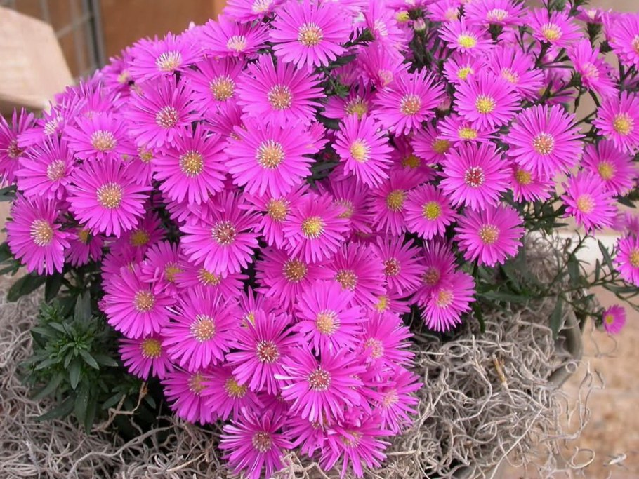 Астра кустарниковая Блаубокс