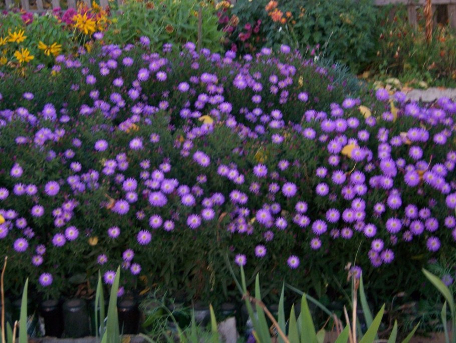 Астра новобельгийская бордюрная