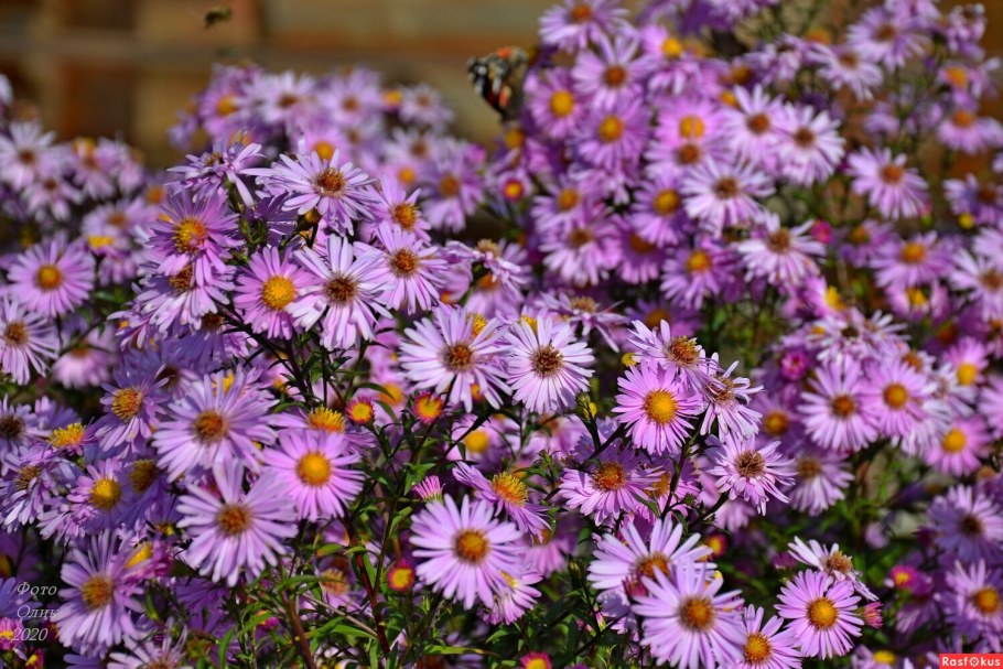 Астра осенняя высокая сиреневая фото