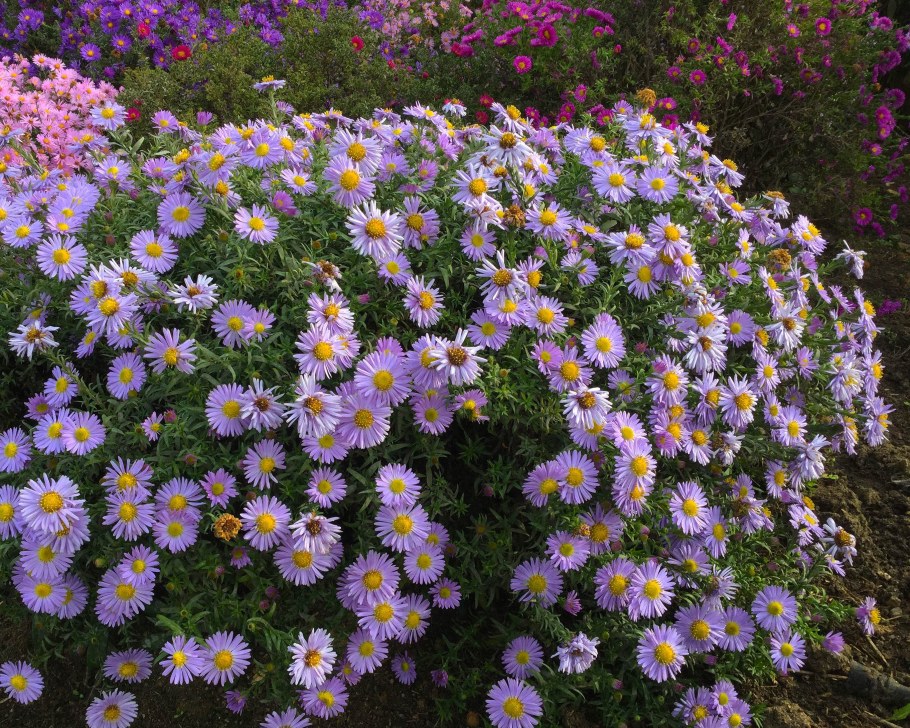 Астра кустарниковая Дженни