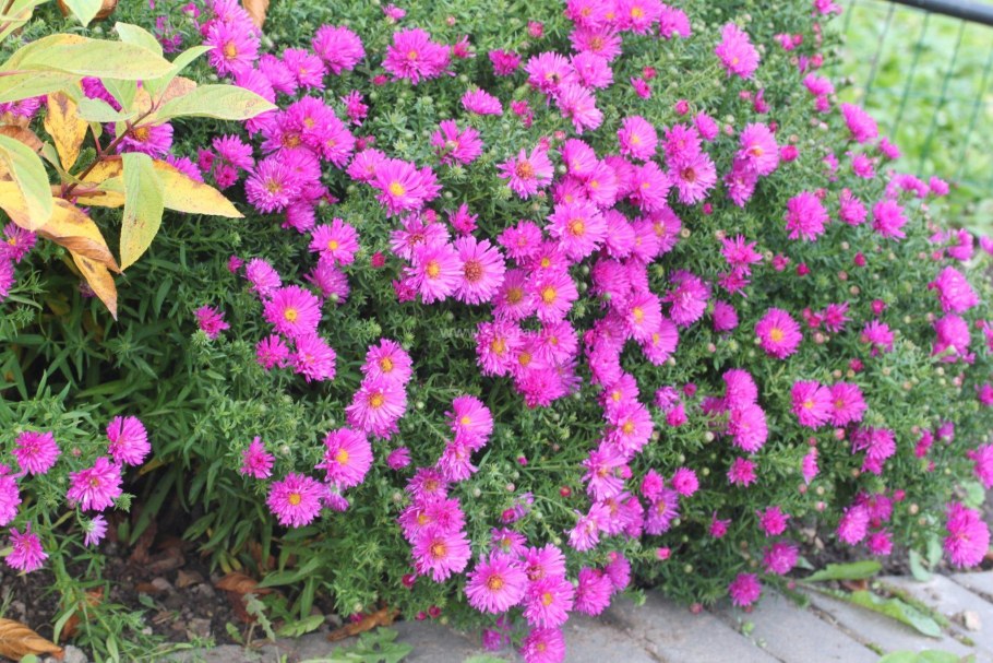 Астра кустарниковая Aster dumosus Kassel