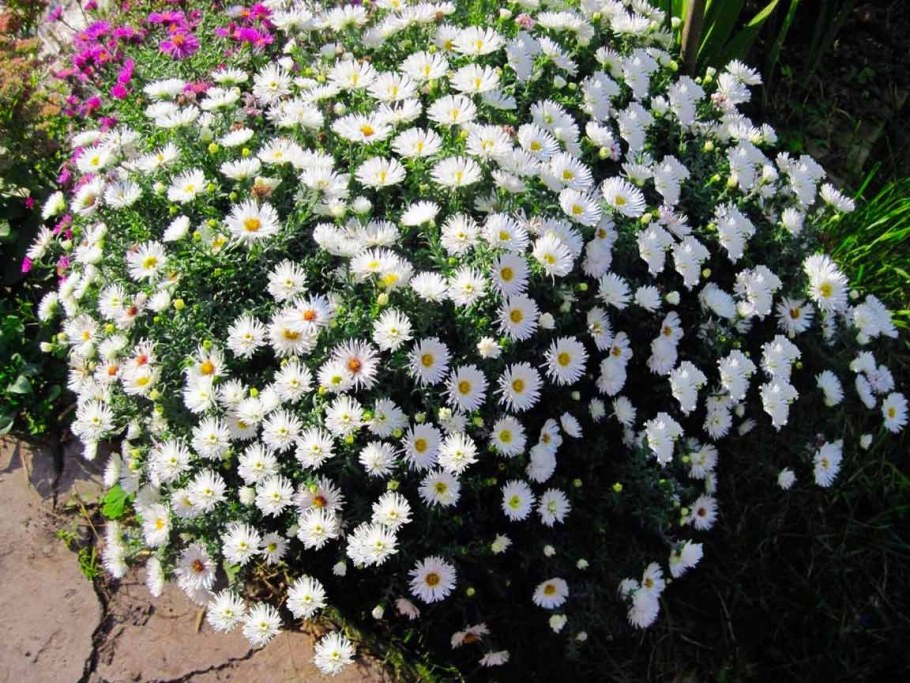 Астра кустарниковая новобельгийская