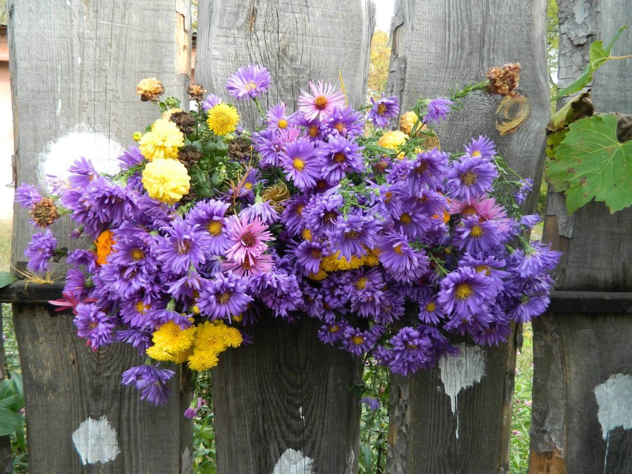 Осенняя Астра Сентябрина