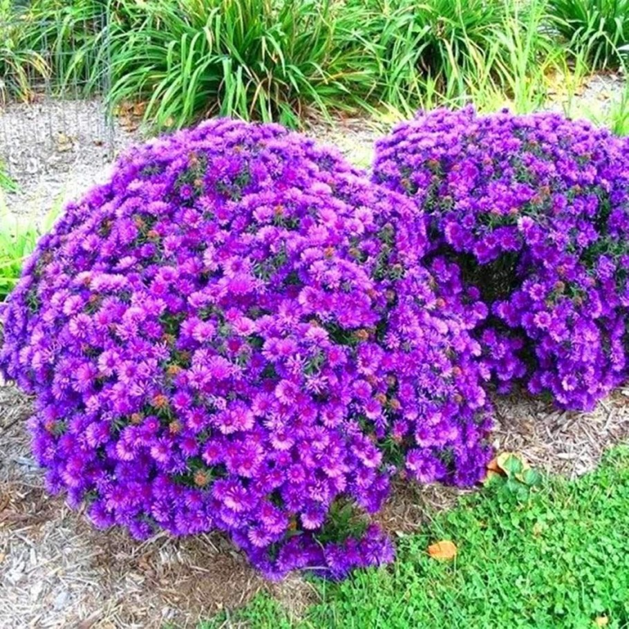 Астра новобельгийская Генри Пурпл