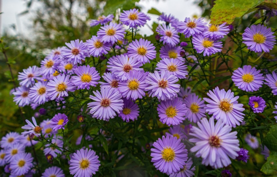 Астры сентябринки