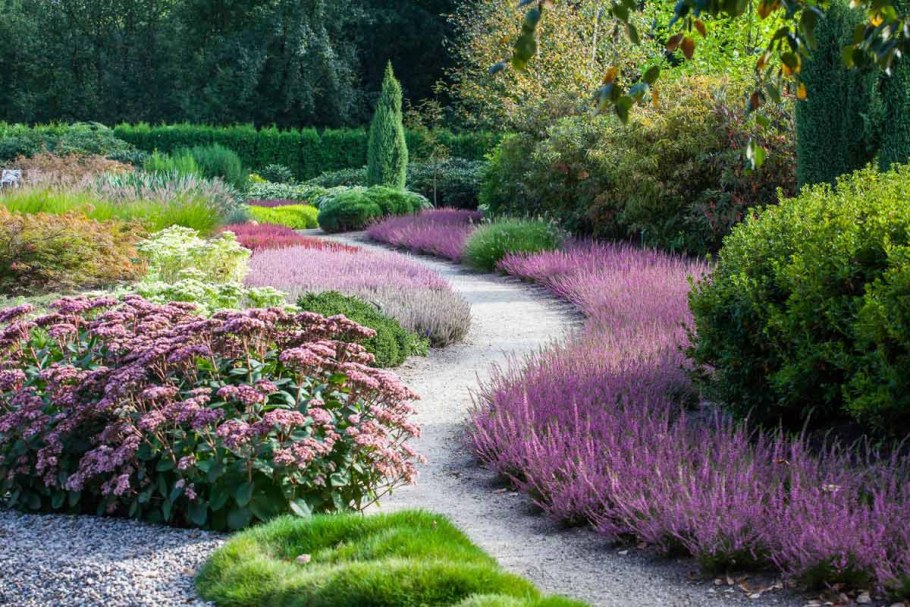 Вереск почвопокровный