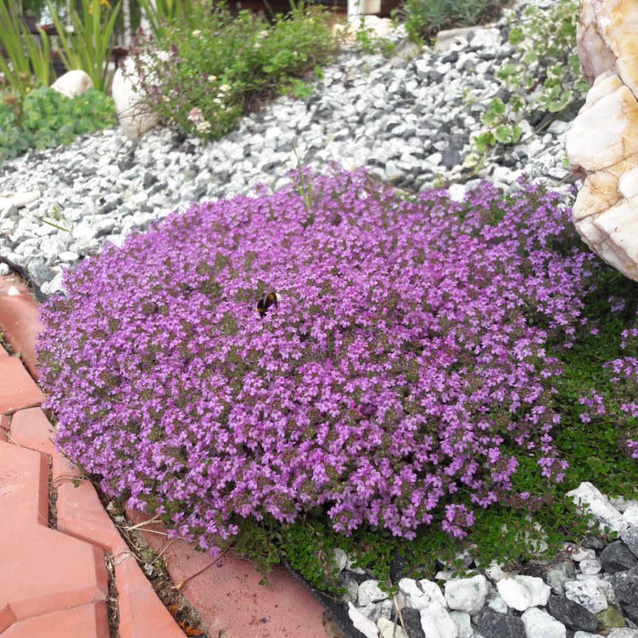 Тимьян ползучий Донна Валей