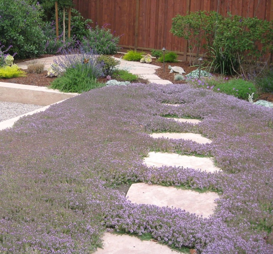 Тимьян ползучий газон