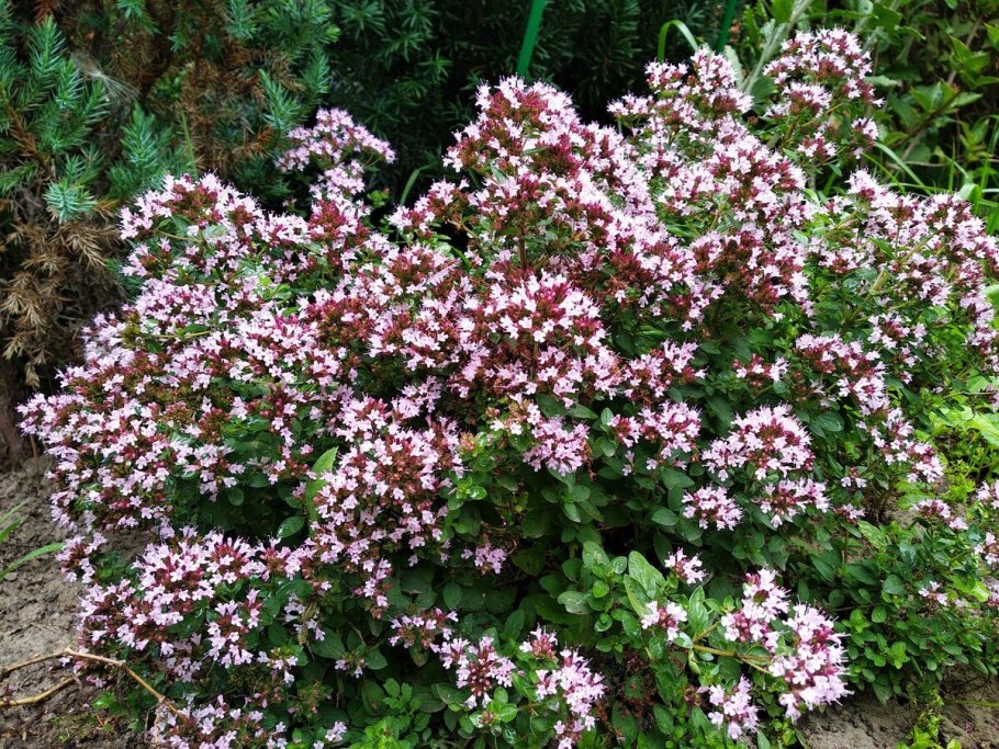 Душица обыкновенная compactum